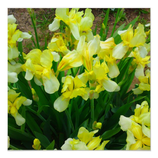 Yellow Iris Flower Mix Perfect Poster (Front)
