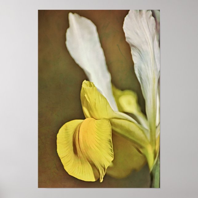 Yellow Iris Flower Photographic Art Print (Front)