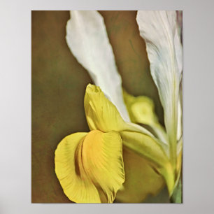 Yellow Iris Flower Photographic Art Print