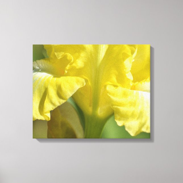 Yellow Iris Flower photography Canvas Print (Front)