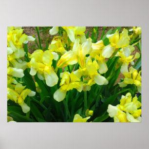 Yellow Iris Flower Poster