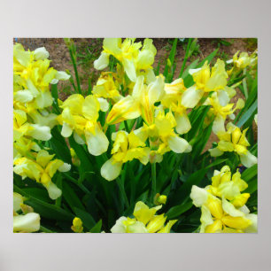 Yellow Iris Flower Poster