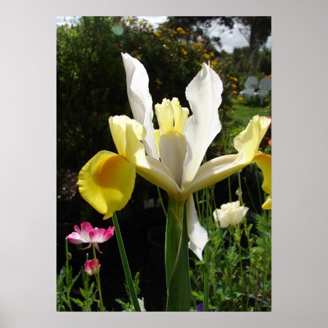 Yellow Iris Irises Floral Flower Garden Poster (Front)