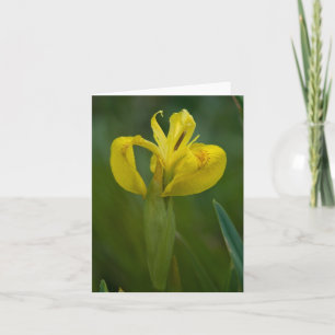 Yellow Iris Note Card