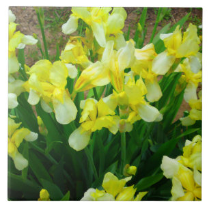 Yellow Iris Patch Tile
