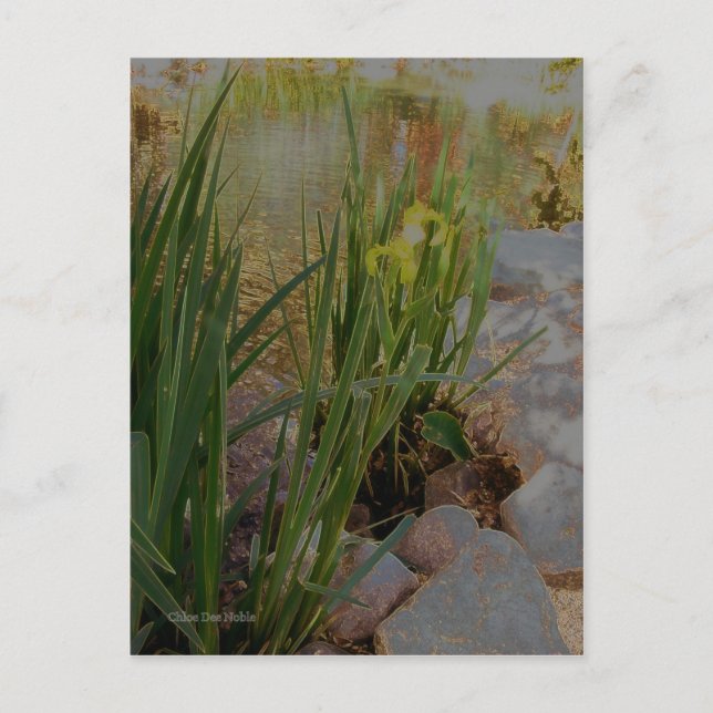 Yellow Iris Postcard (Front)
