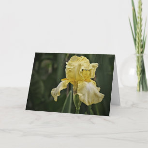 Yellow Iris Sunshine Scripture Card Numbers 6:25