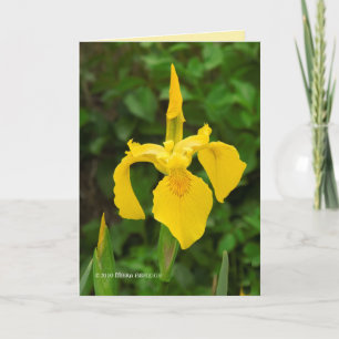 Yellow Irises Card