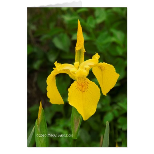 Yellow Irises Card