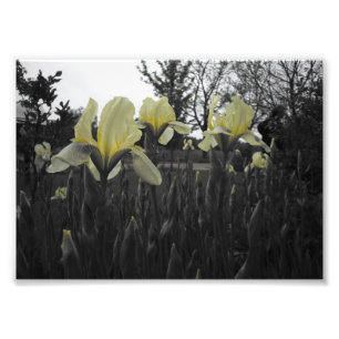Yellow Irises Photo Print