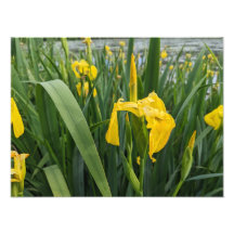 Yellow Irises print