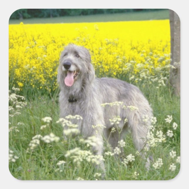 yellow Irish wolfhound flowers Square Sticker (Front)