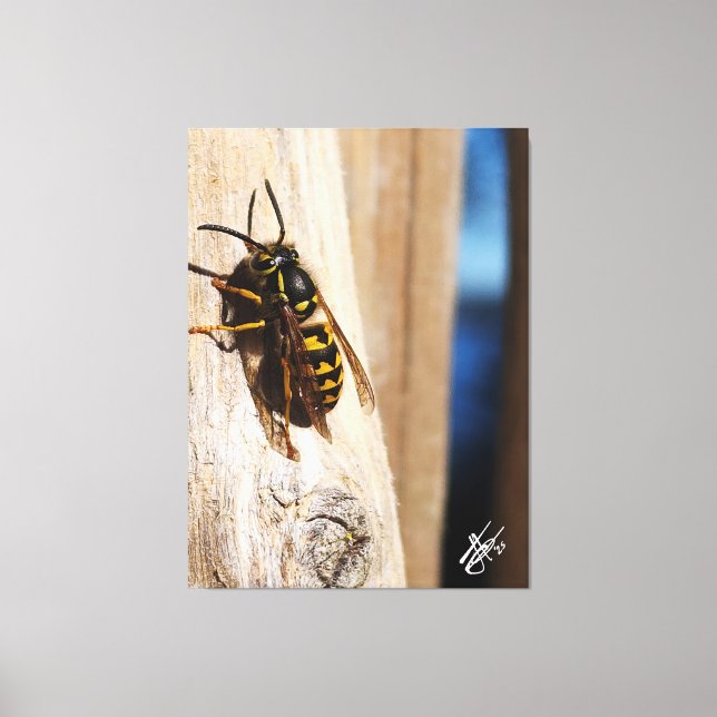 Yellow Jacket in Freeland Canvas Print (Front)