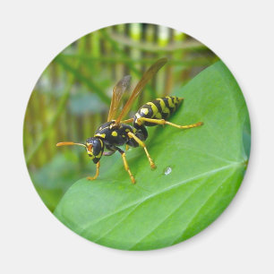 Yellow Jacket Magnet
