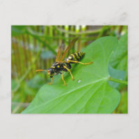 Yellow Jacket Postcard