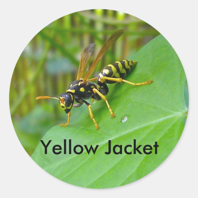 Yellow Jacket Stickers (Front)