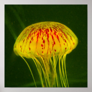 Yellow Jellyfish Poster