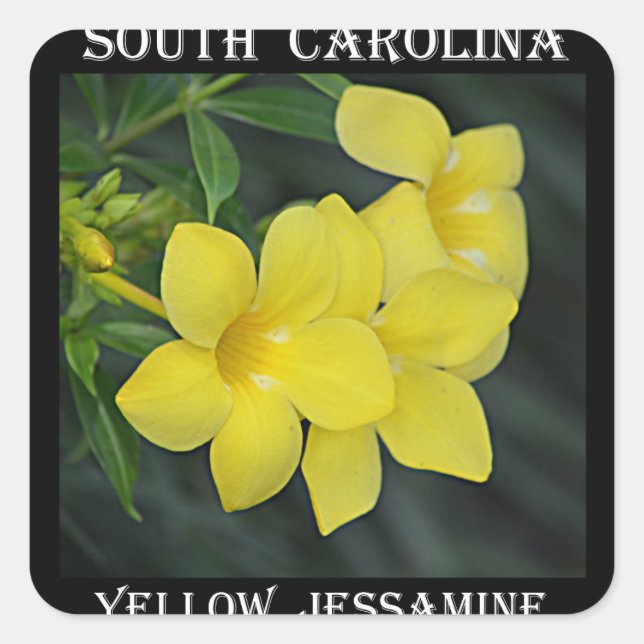 Yellow Jessamine South Carolina Square Sticker (Front)