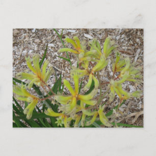 Yellow kangaroo paws postcard