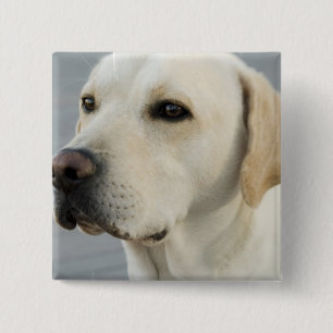 Yellow Lab Button