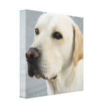 Yellow Lab Canvas Print