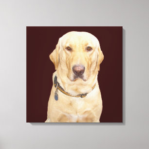 Yellow Lab Canvas Print