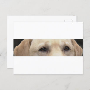 yellow lab eyes postcard