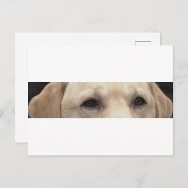 yellow lab eyes postcard (Front/Back)