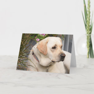 Yellow Lab Greeting Card