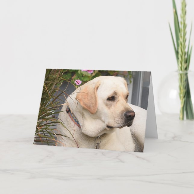 Yellow Lab Greeting Card (Front)