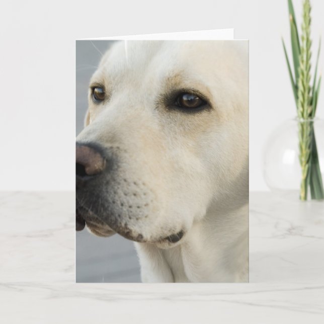 Yellow Lab Greeting Card (Front)