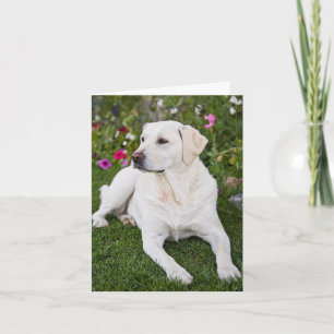Yellow Lab Photo Greeting card