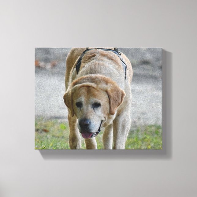 Yellow LAb Picture Canvas Print (Front)