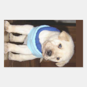 Yellow Lab Puppy in Blie Bandana Sticker