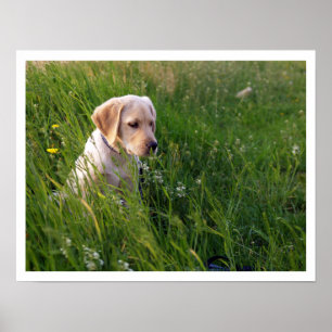 Yellow Lab Puppy in Tall Grass Poster