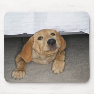 Yellow lab puppy stuck under bed mouse pad