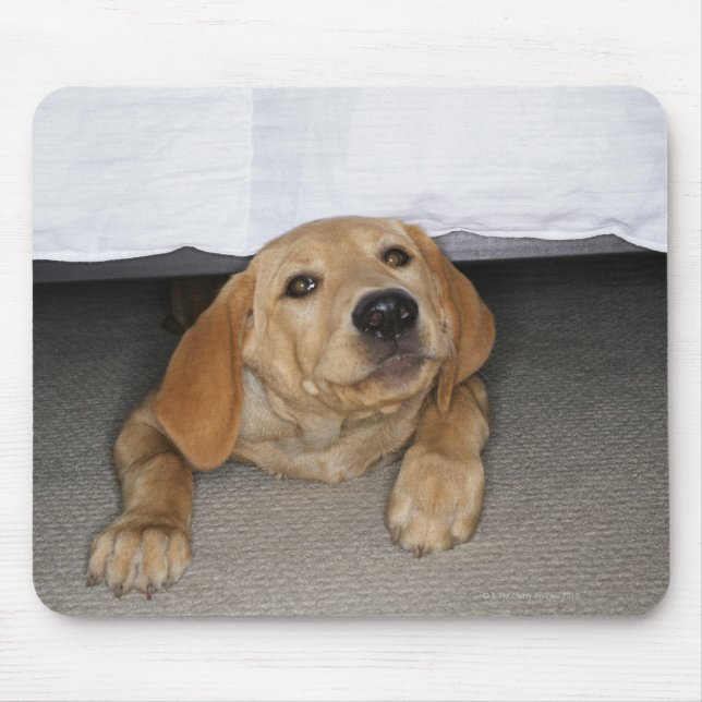 Yellow lab puppy stuck under bed mouse pad (Front)