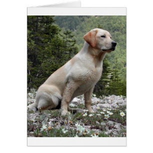 yellow lab sitting.png