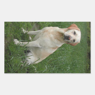 Yellow Lab Sitting Sticker