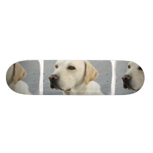 Yellow Lab  Skateboard