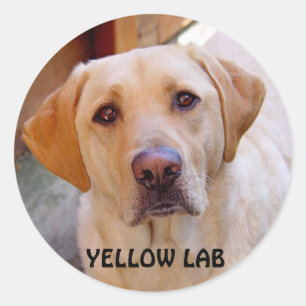 Yellow Lab Sticker