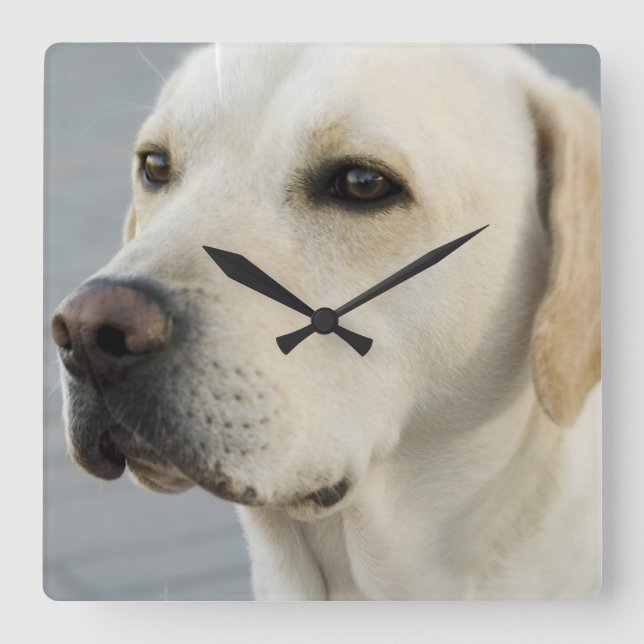 Yellow Lab Wall Clock (Front)