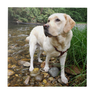 Yellow Lab, Water Dog Playing in a Creek Tile