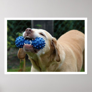 Yellow Lab with Toy Poster
