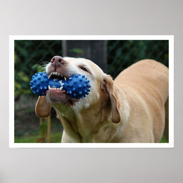 Yellow Lab with Toy Poster (Front)