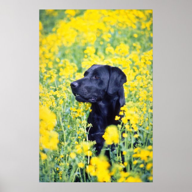 yellow Labrador flowers Poster (Front)