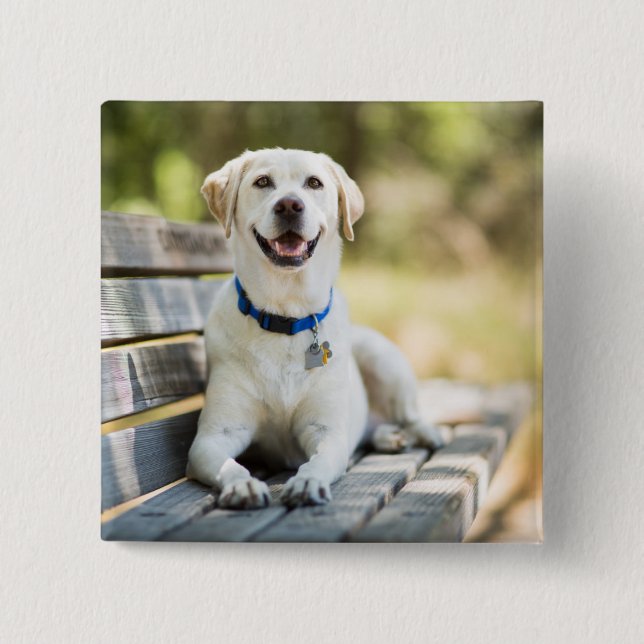 Yellow Labrador Lays On Bench 2 Inch Square Button (Front)