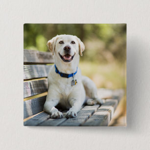 Yellow Labrador Lays On Bench 2 Inch Square Button