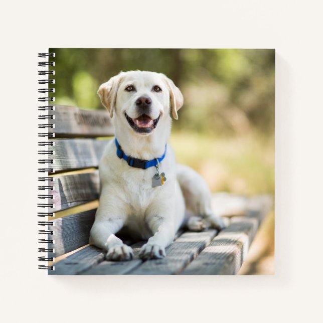 Yellow Labrador Lays On Bench Notebook (Front)