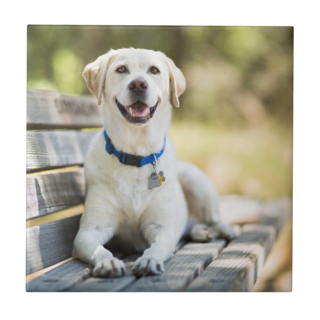 Yellow Labrador Lays On Bench Tile (Front)